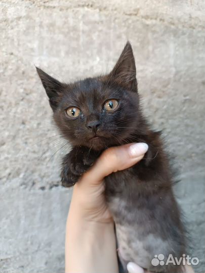 Котёнок девочка в добрые руки