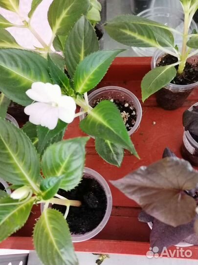 Бальзамины новогвинейский пестролистный