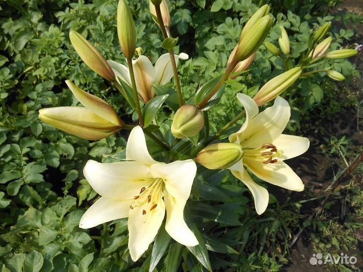 Лилии кремовая и жёлтая
