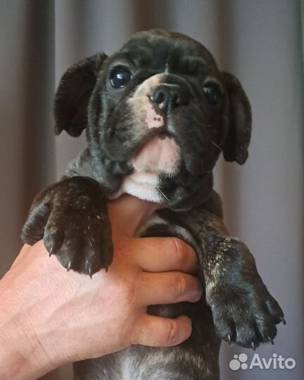 Французский бульдог щенки