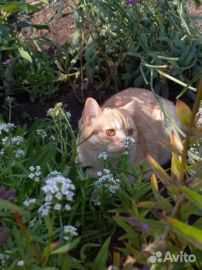 Потерялась британская кошка
