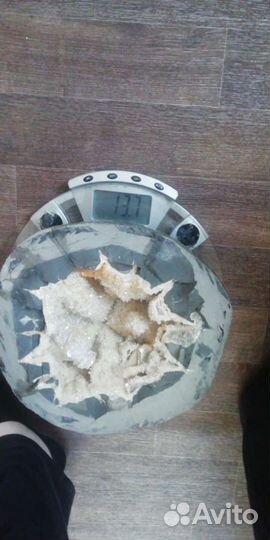 Септария Окаменелость