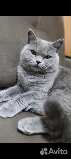 Британская