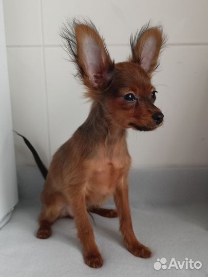 Мальчик Русский той из питомника