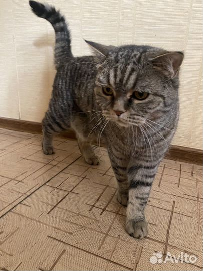 Шотландский кот