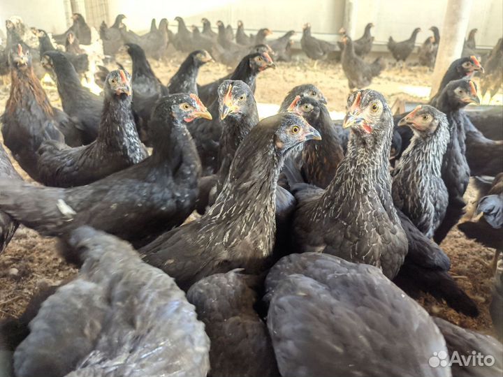 Куры несушки Московские Черные