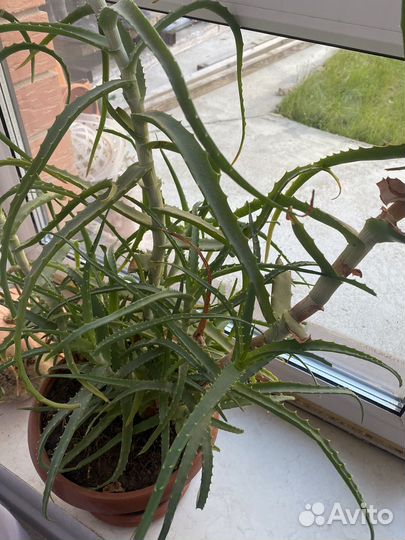 Алоэ столетник