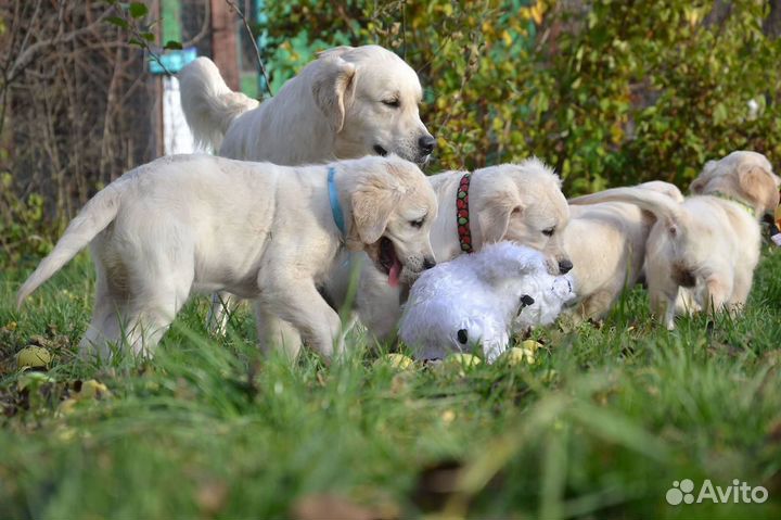 Щенки голден ретривера