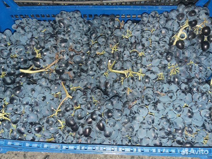 Виноград Молдова