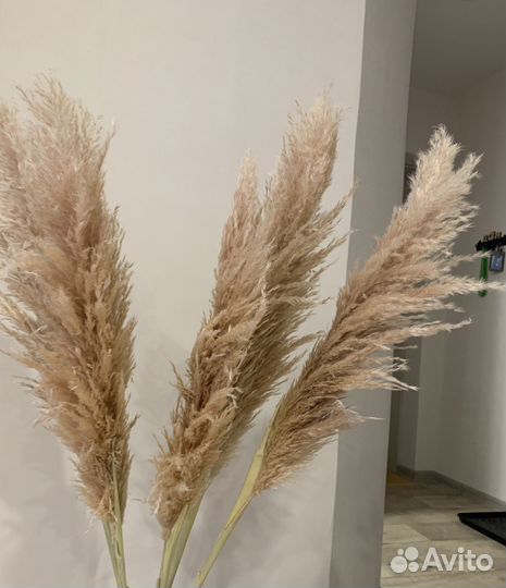 Пампасная трава