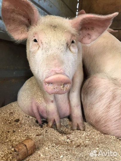 Свиньи Поросята