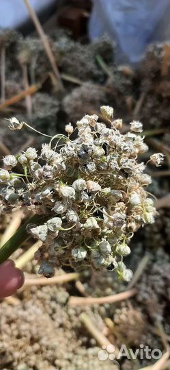 Коллекционные семена сладкого ялтинского лука