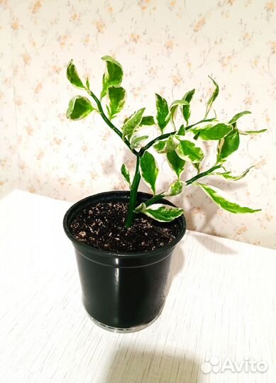 Спатифиллум, фикус Кинки и Бенджамина, педилантус