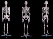Модель "Скелет человека анатом. 170см"-Новый
