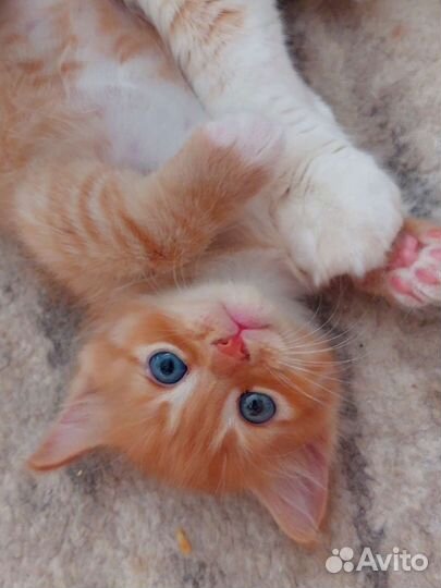 Кошки в добрые руки бесплатно