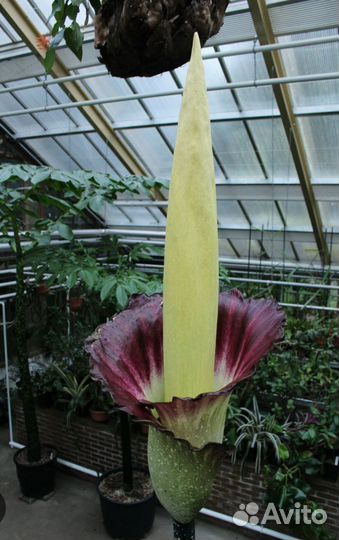 Amorphophallus Gigas-сеянец