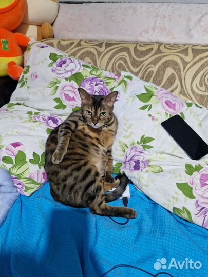 Бенгальская кошка в добрые руки