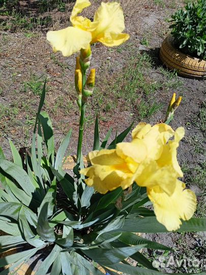 Ирисы луковицы