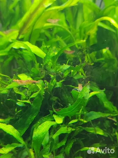 Аквариумные растения, креветки, Улитки