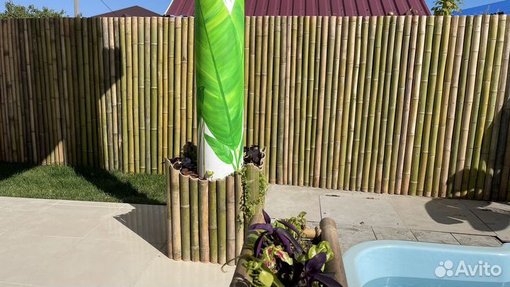 Бамбук стволы