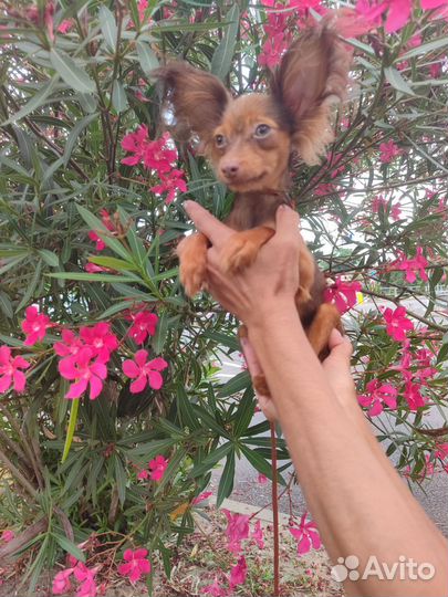 Длинношерстные тойтерьеры