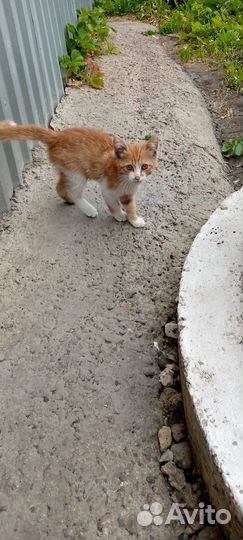 Котенок ищет дом