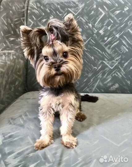 Йоркширский терьер мини беби фейс щенки
