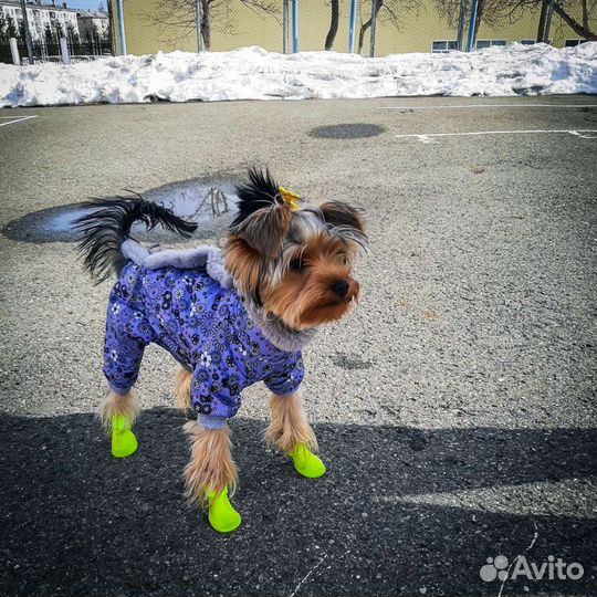 Комбинезон для собаки