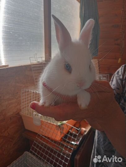 Декоративные карликовые кролики