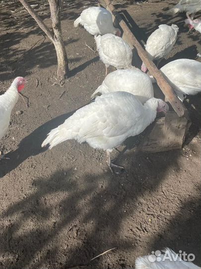 Индюки на мясо