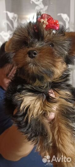 Малыши крепыши