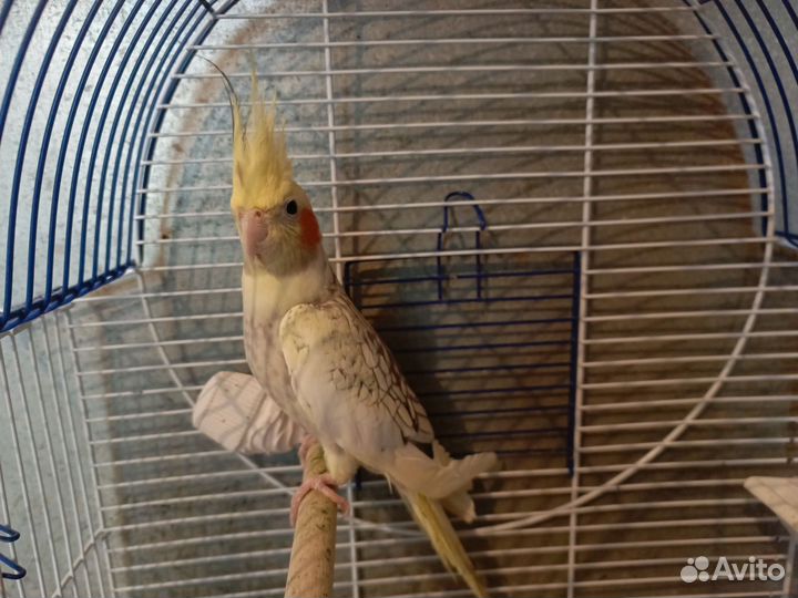 Попугай корелла с клеткой