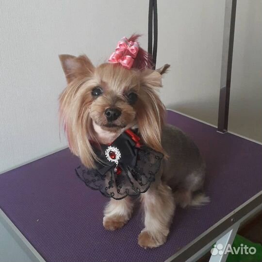 Стрижка собак