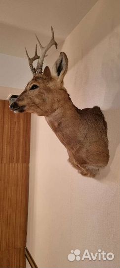 Чучело головы косули