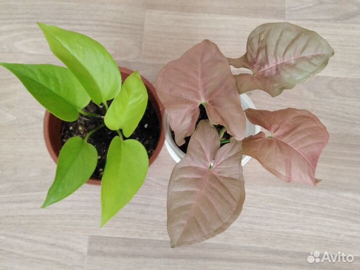 Комнатные цветы Сортовые