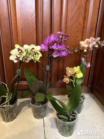Орхидея фаленопсис сортовые