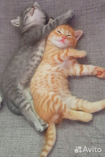 Отдам в добрые руки милых котиков