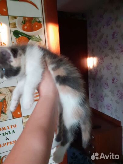 Кошки мейн-кун