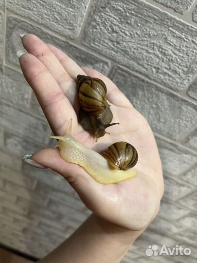 Улитки ахатины