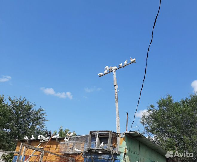 Голуби бакинцы