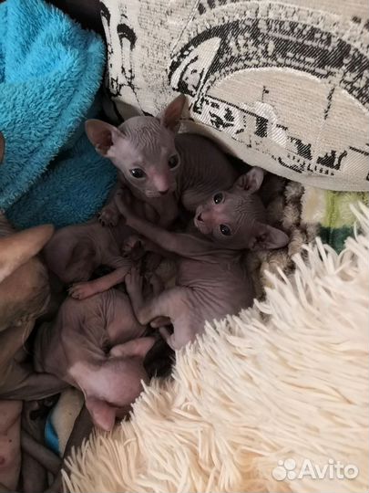 Котята Донской сфинкс