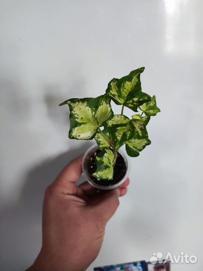Цветы сингониум пилея пеллиония ирезине плющ