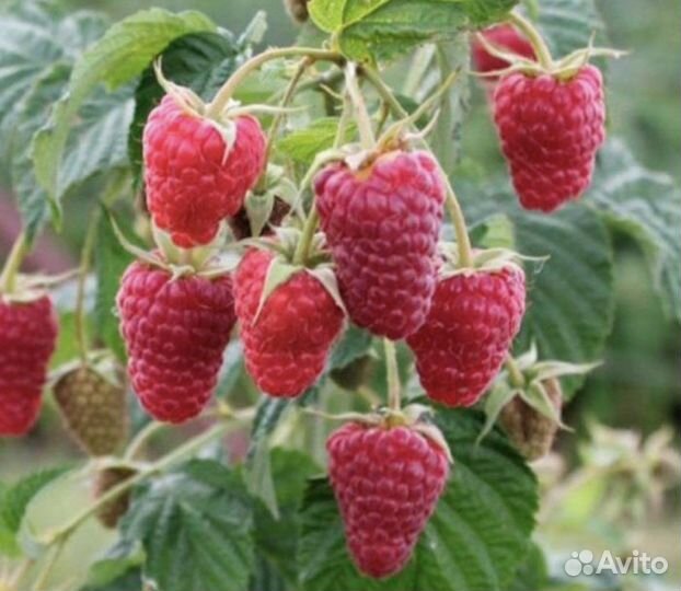 Ремонтантная малина саженцы