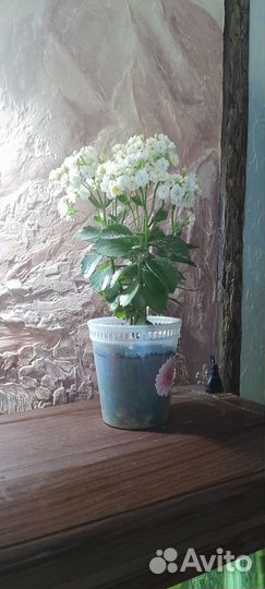 Комнатные цветы