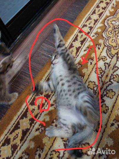 Отдам в добрые руки котят