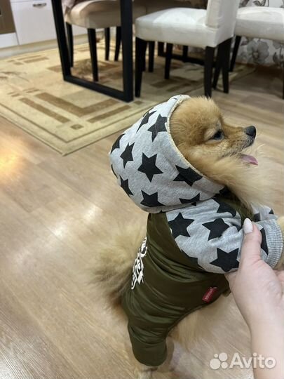 Одежда для собак