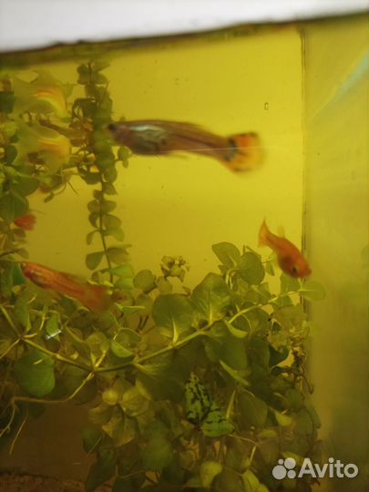 Рыбки гуппи мальки