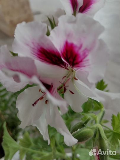 Пеларгония герань