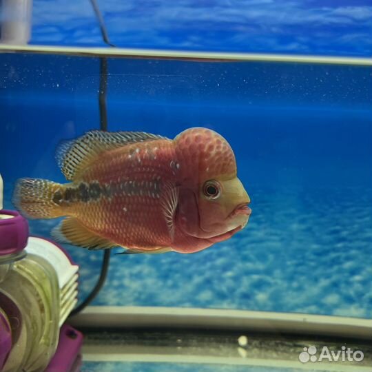 Фловер хорн камфа classic