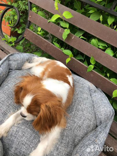 Кавалер кинг чарльз спаниель девочка